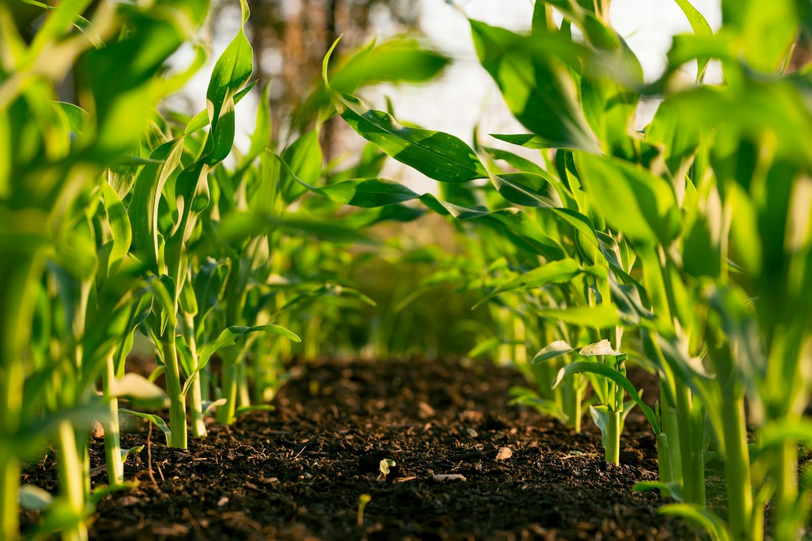 Farm rows of fresh crops