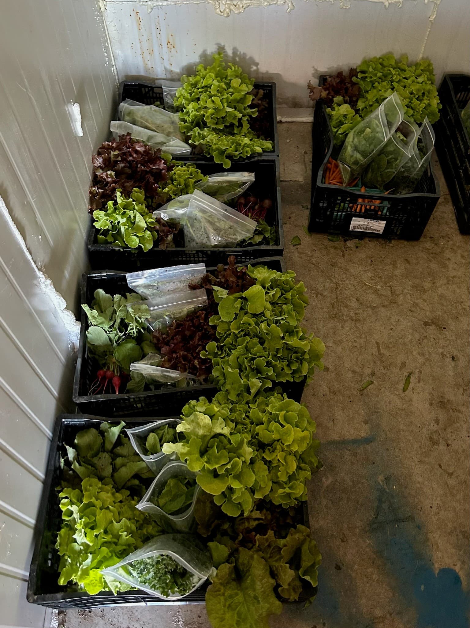 Small Full Harvest Box